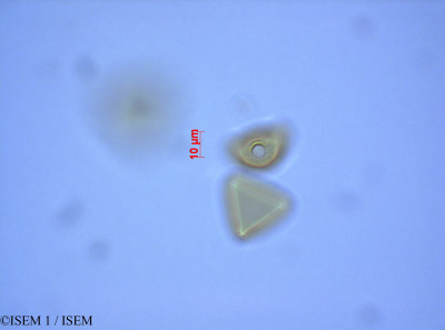 Protea repens - lame n° 27555